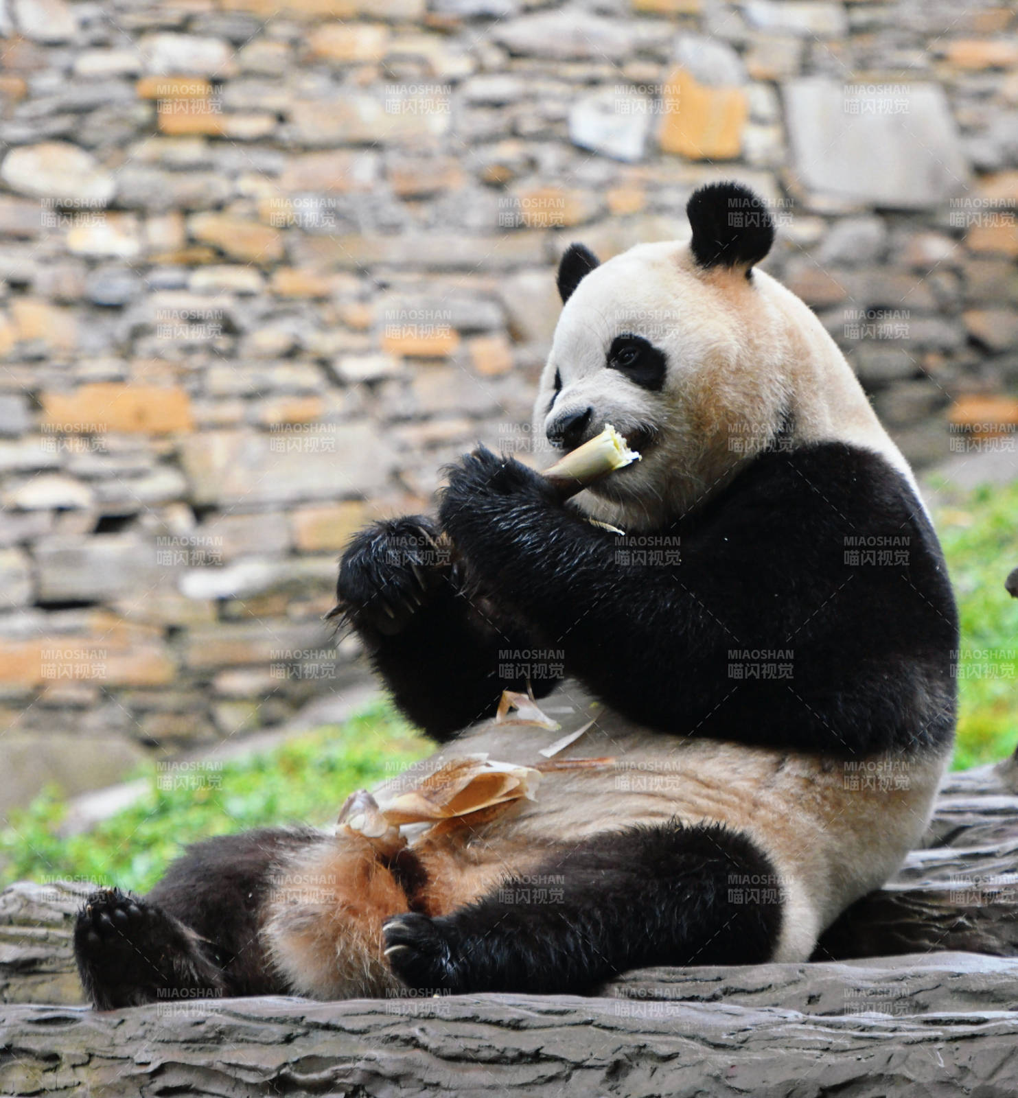 熊猫啃竹子图片