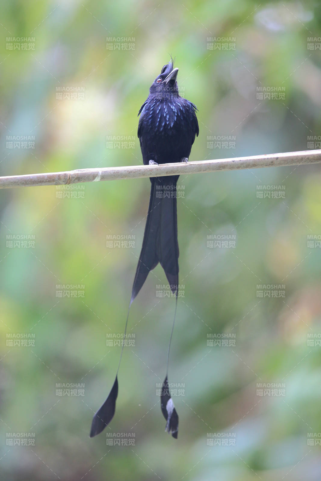 黑鸟栖枝 尾羽悠长图片