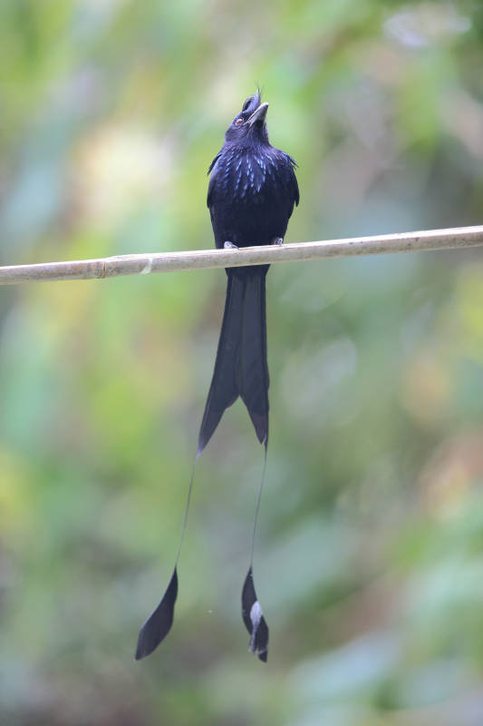 黑鸟栖枝 尾羽悠长图片