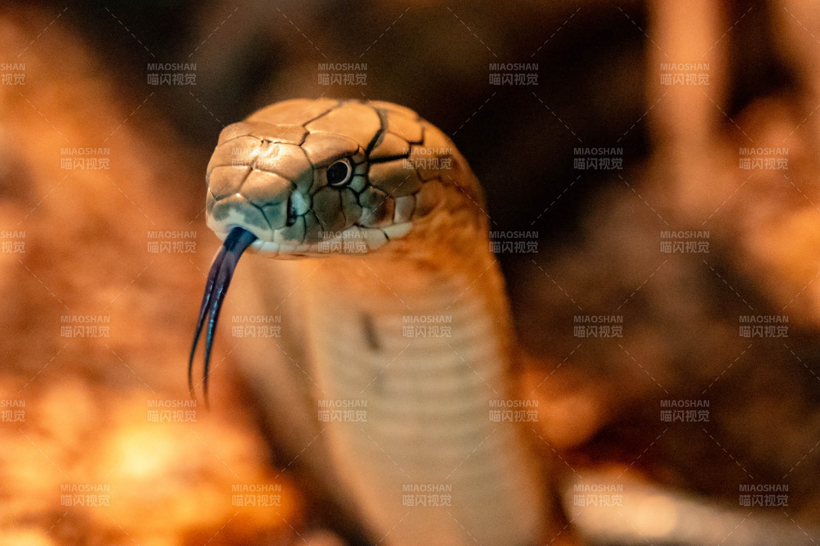 眼镜蛇吐信图片