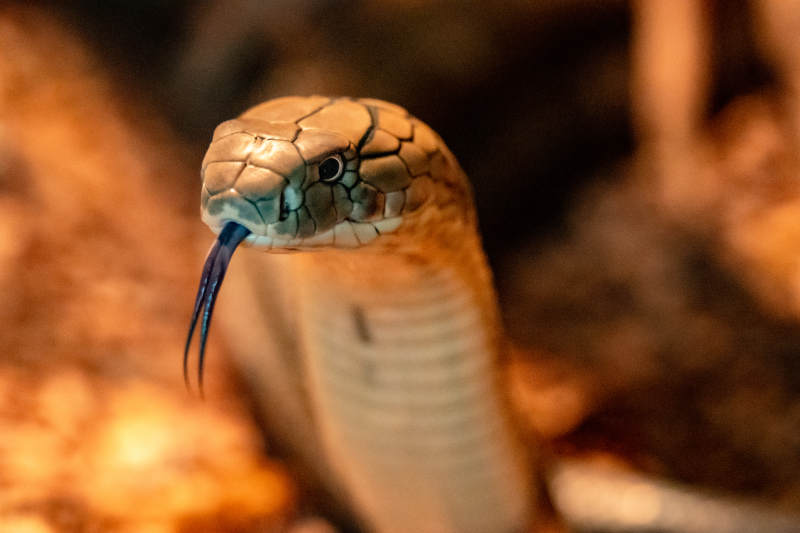 眼镜蛇吐信图片