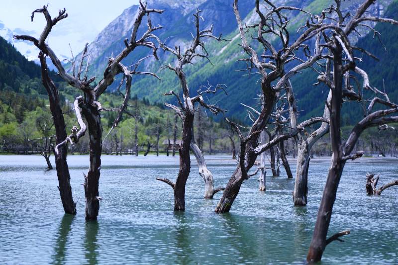 湖中枯树与远山（四姑娘山）图片