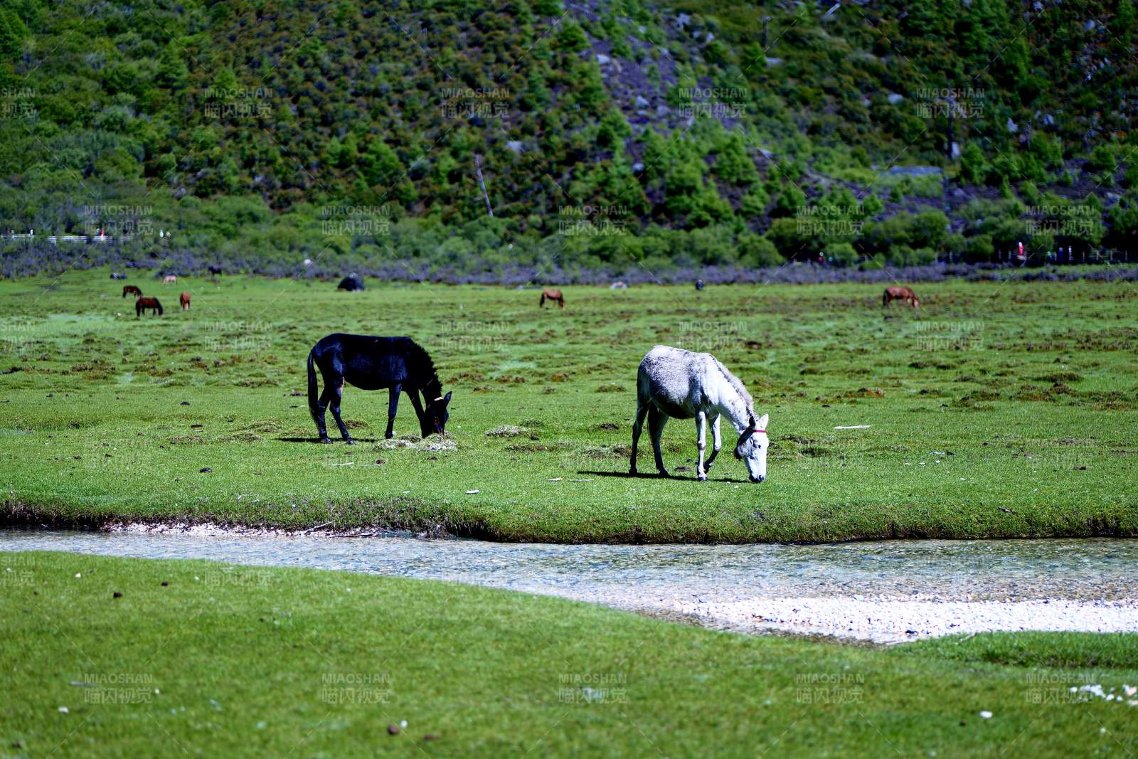 草原上的马儿在吃草（稻城亚丁）图片