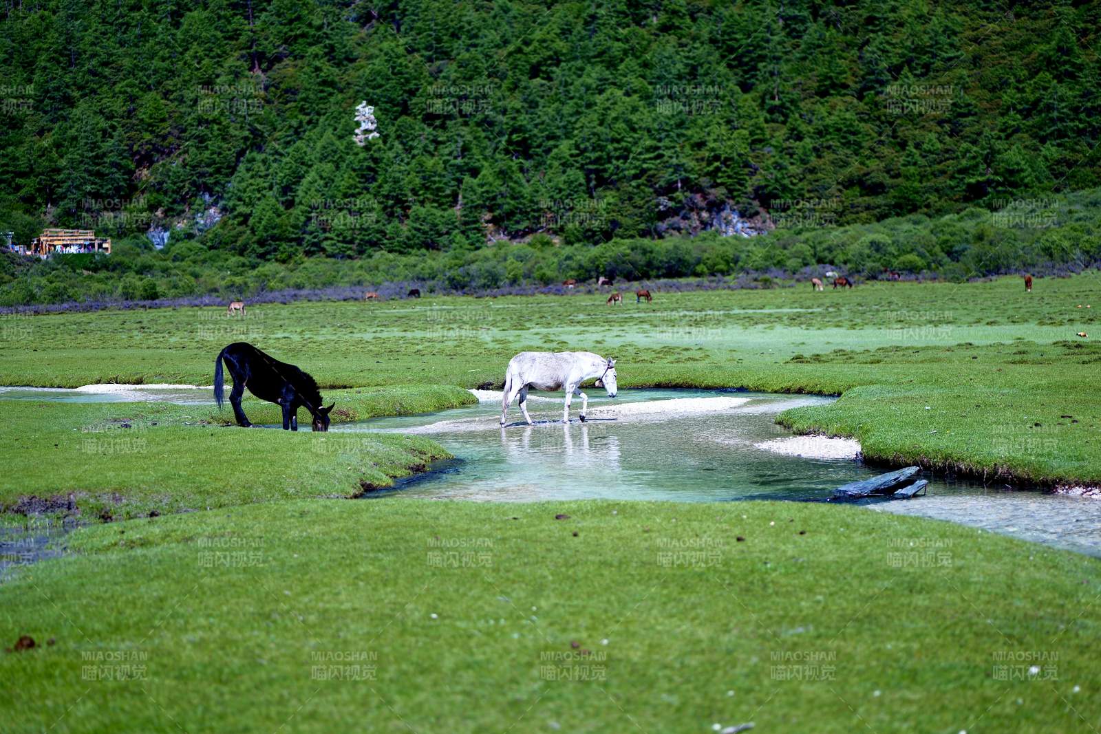黑白马饮水图（稻城亚丁）图片