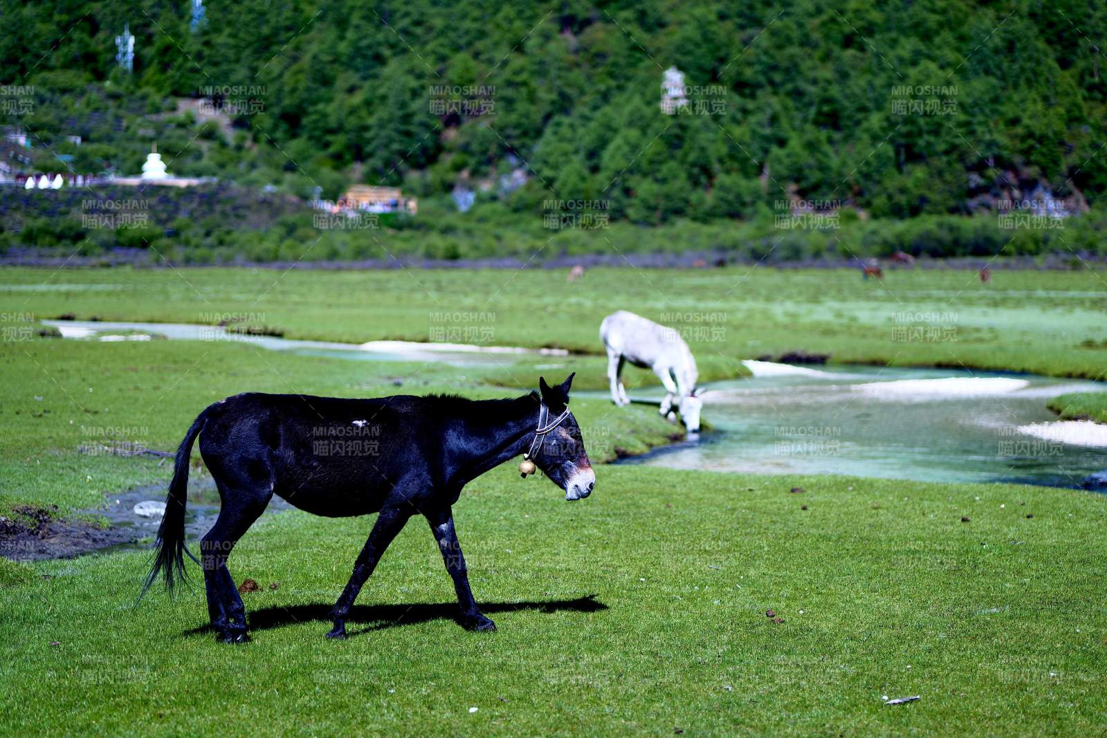 黑驴与白羊共处绿野（稻城亚丁）图片