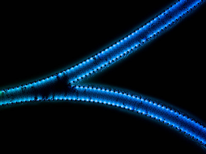蓝光交织的金水栈桥线条图片