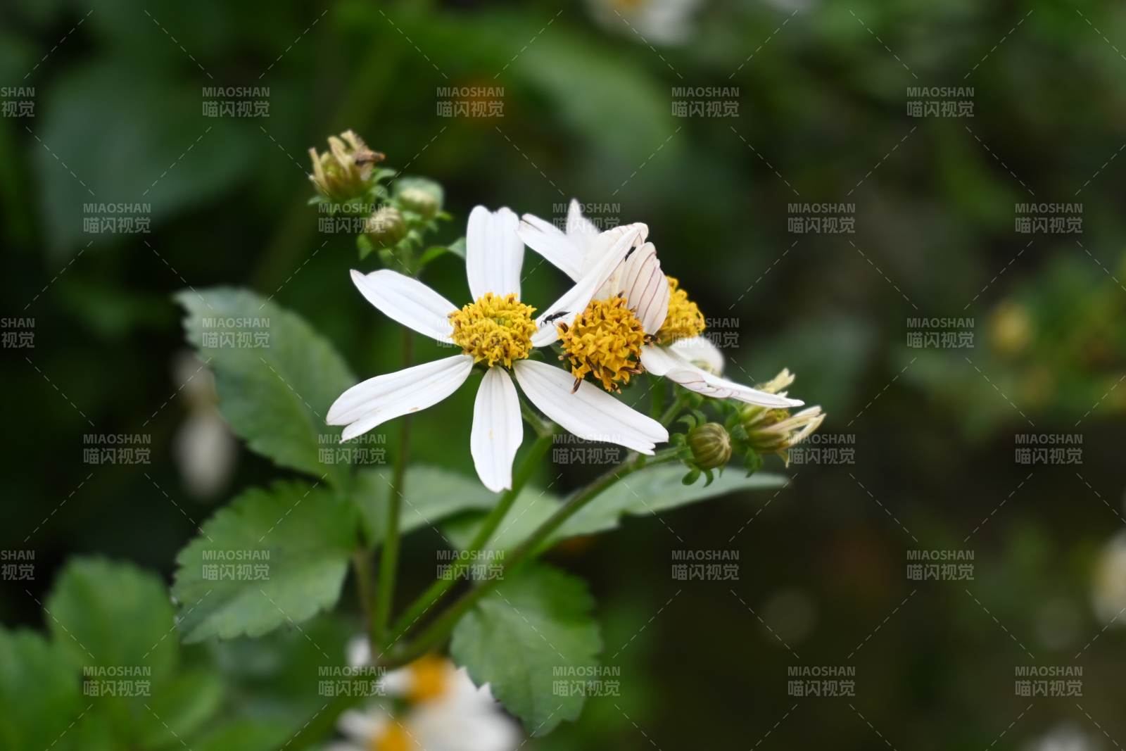 小白花绽放枝头图片