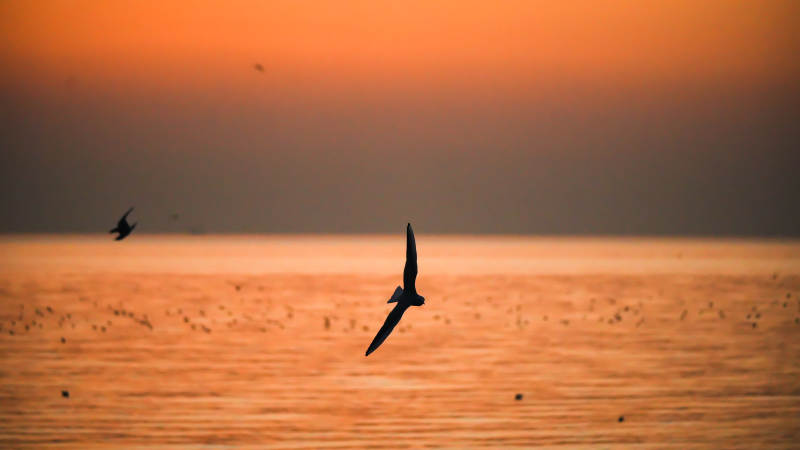 暮色中的飞鸟图片