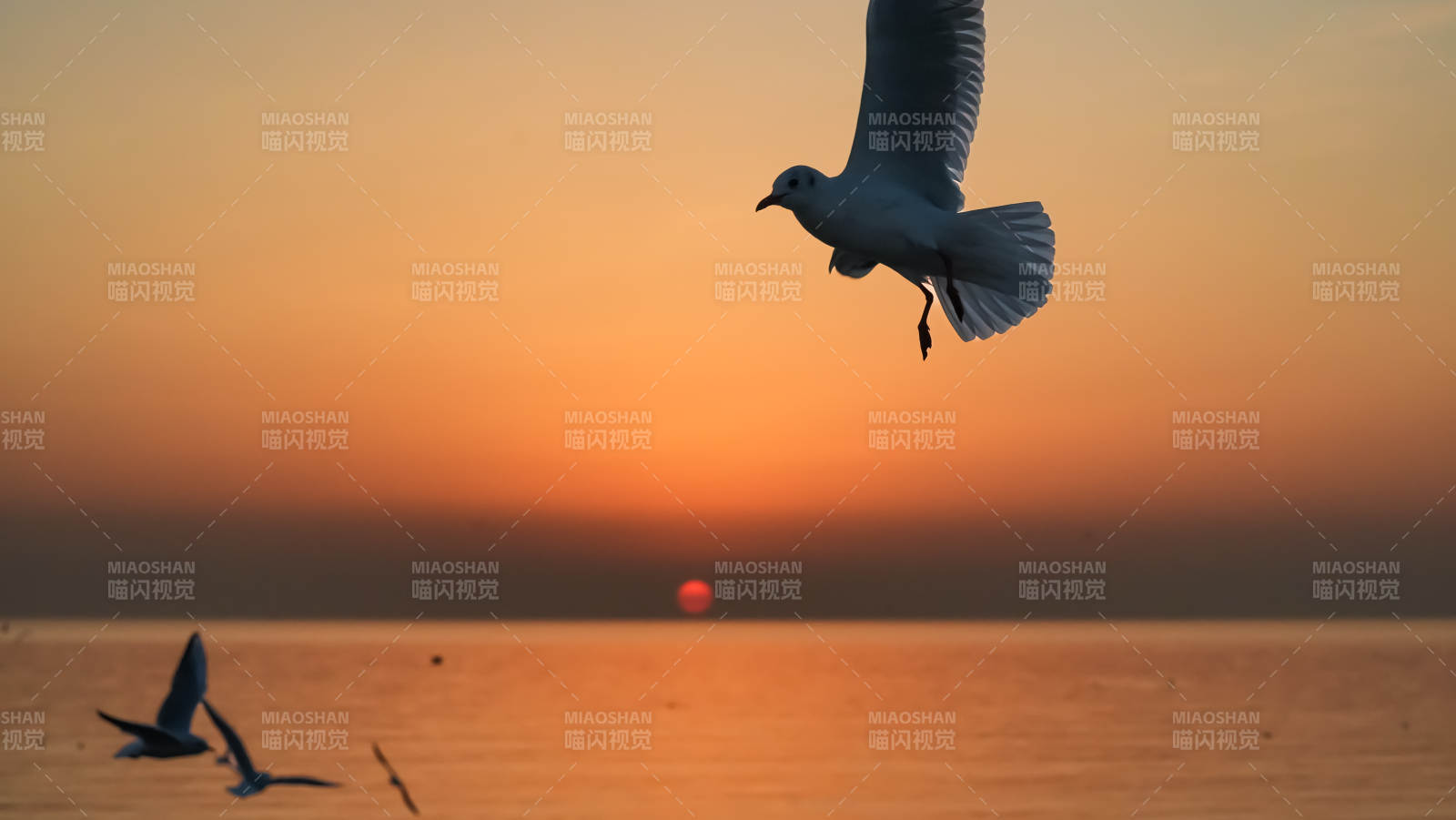 海鸥翱翔日落时图片