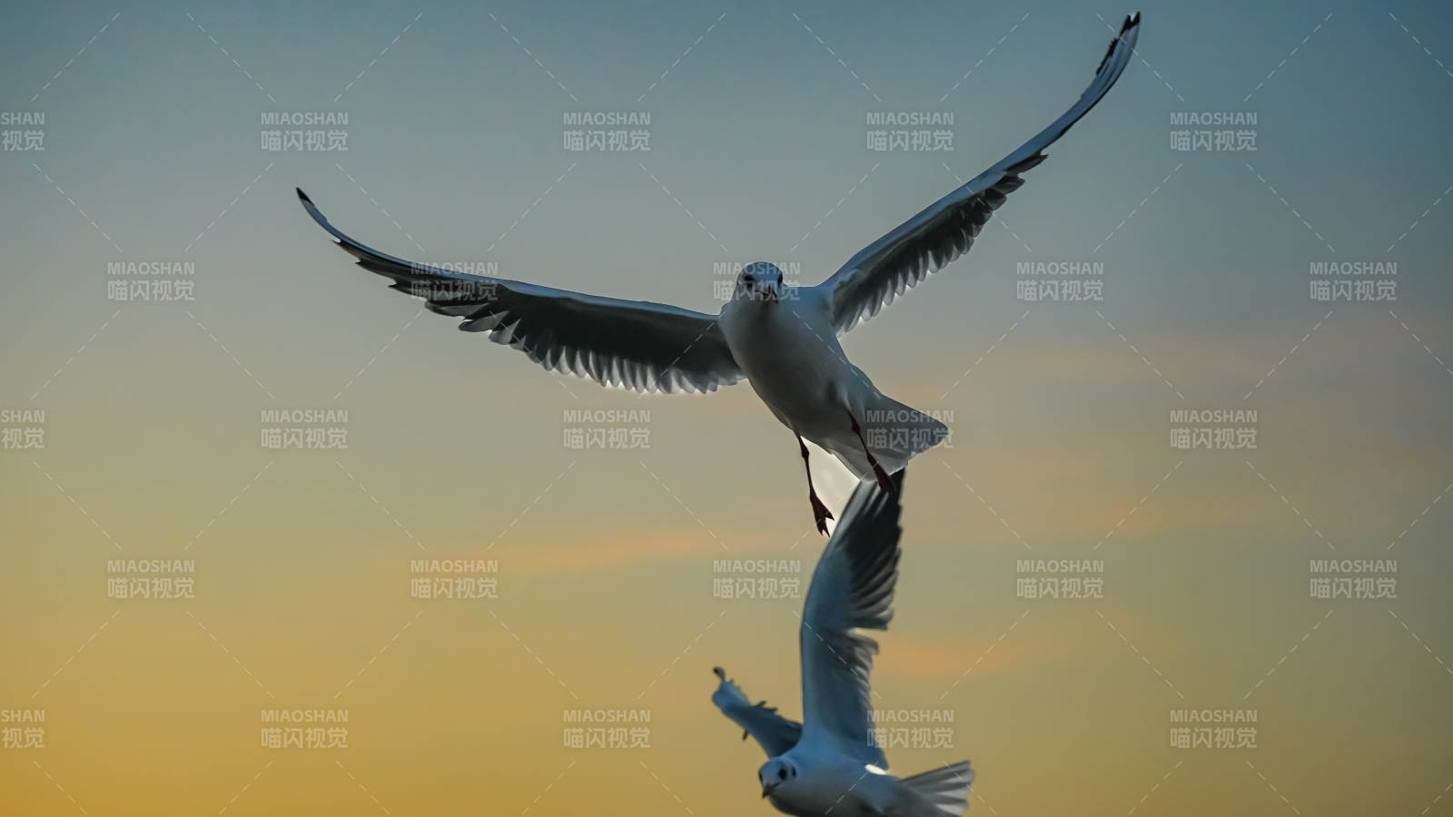 海鸥翱翔天际图片