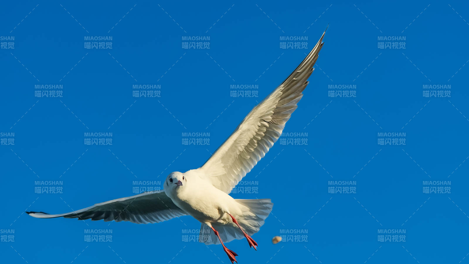 翱翔的海鸥图片