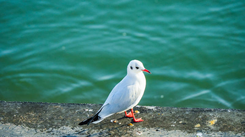 白鹭静立水边图片