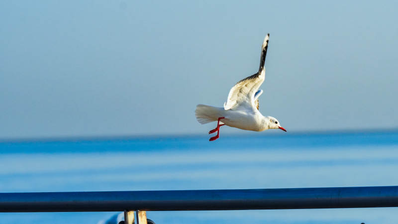 海鸥翱翔蓝天图片