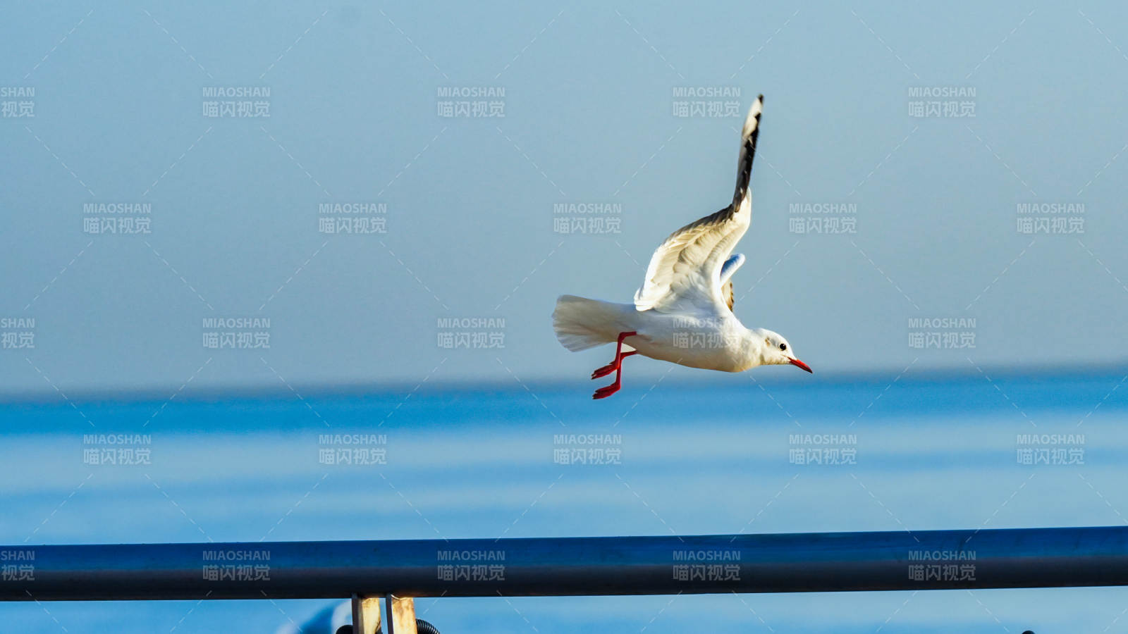 海鸥翱翔蓝天图片