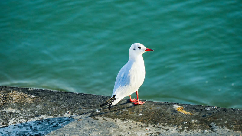 海鸥静立水边图片