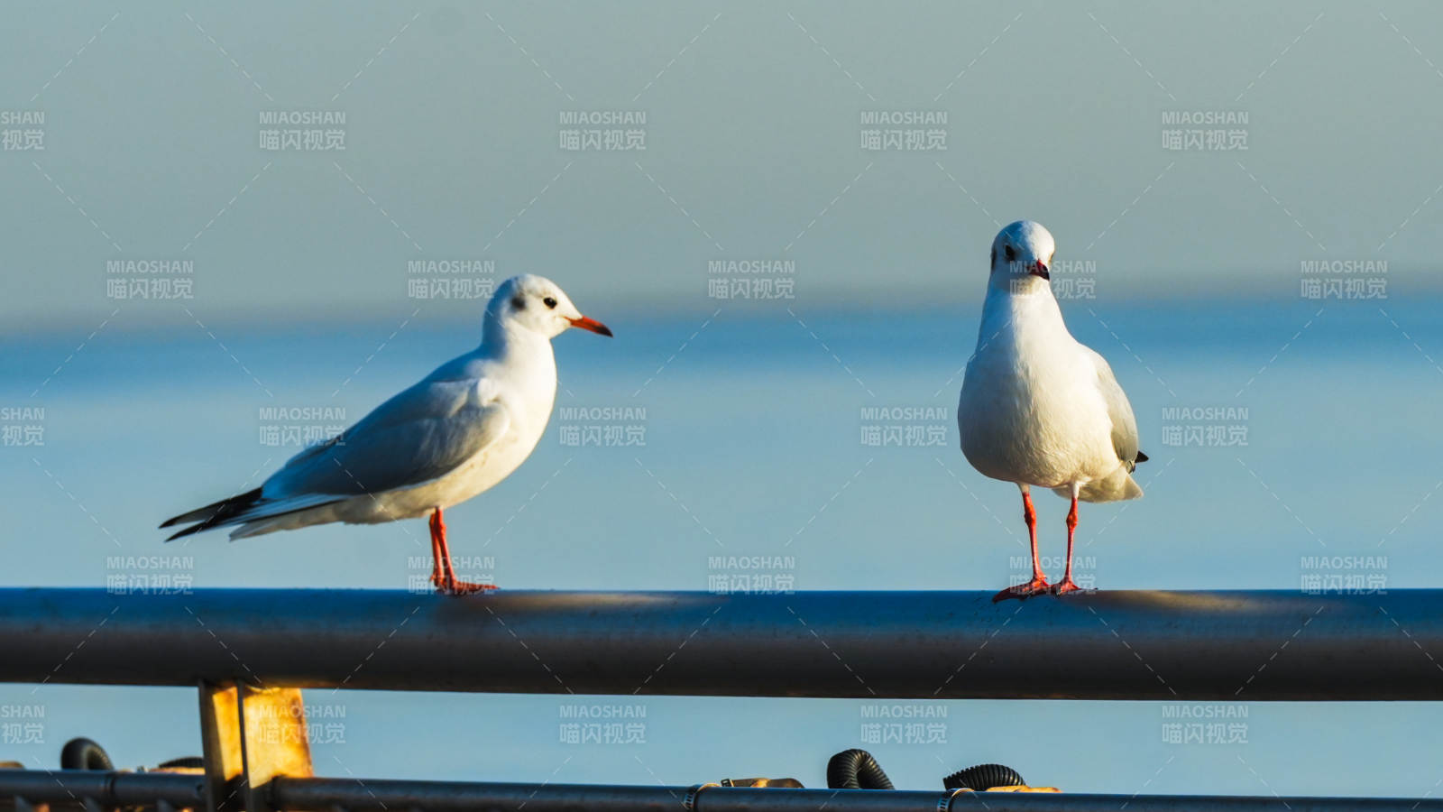 双鸥静立栏杆上图片