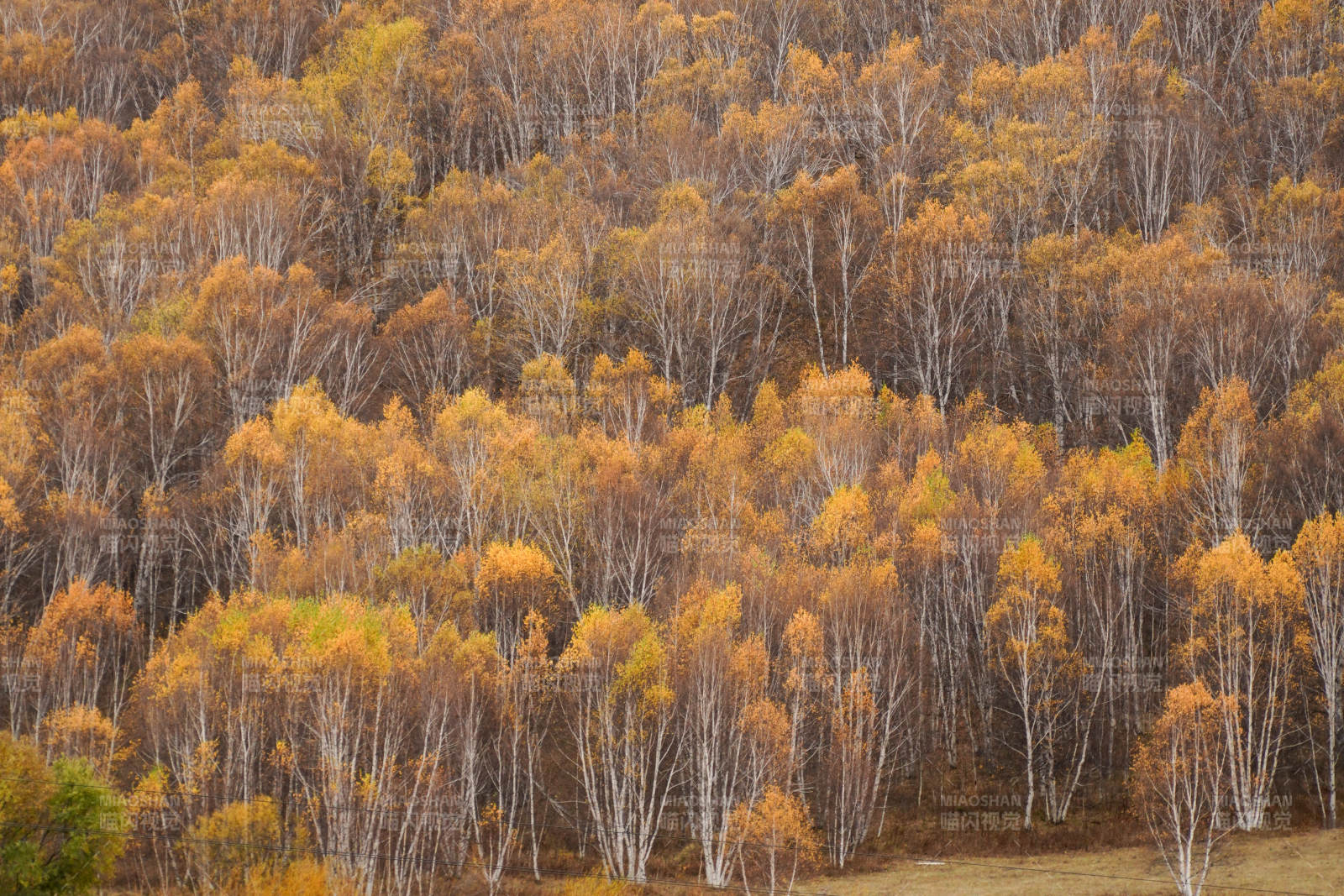 秋天的白桦树林图片