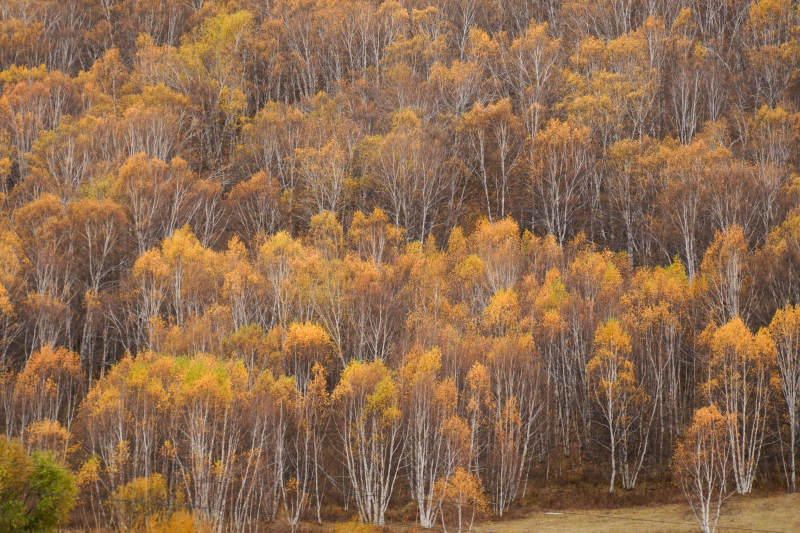 秋天的白桦树林图片