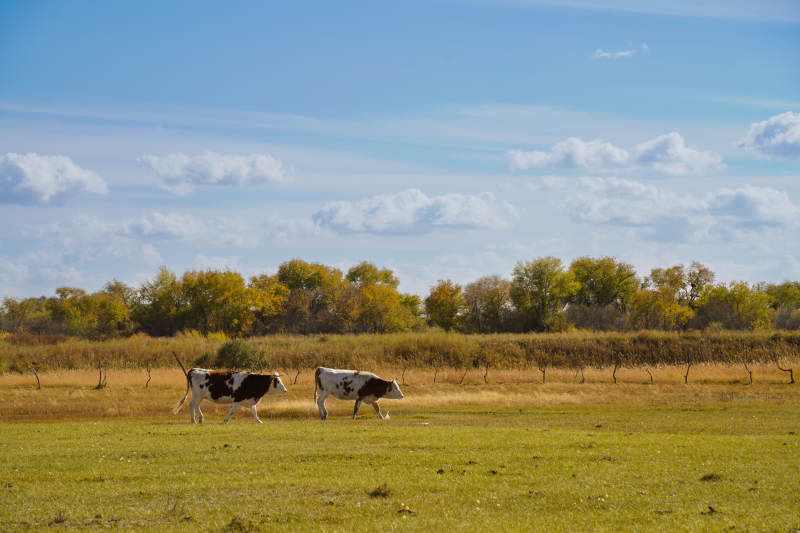 草原上惬意的牛图片
