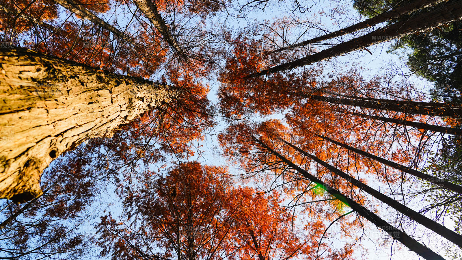 秋林仰望图片