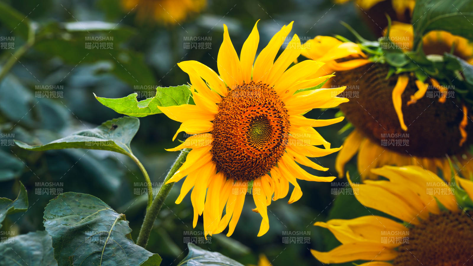 向日葵绽放图片