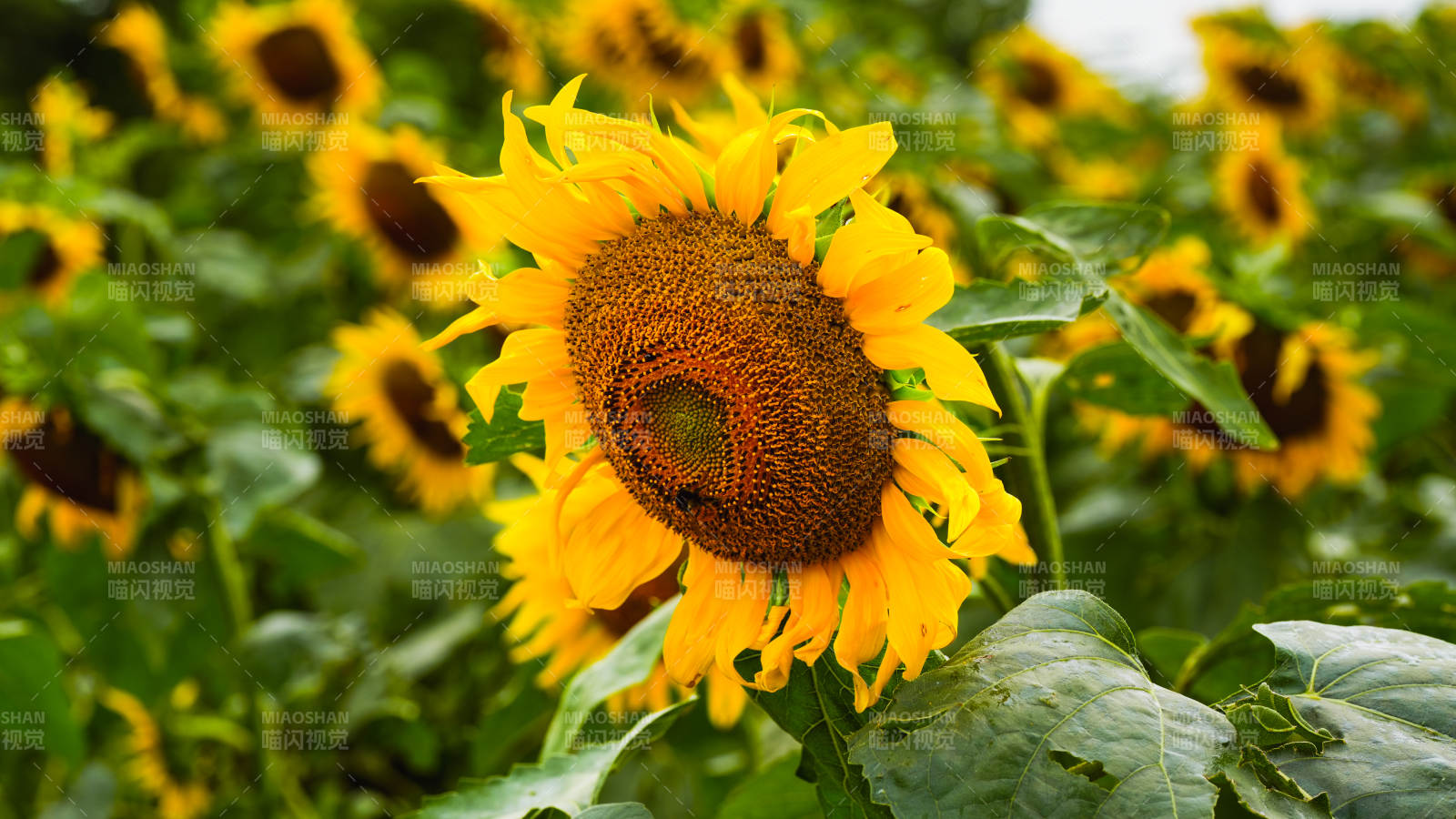 向日葵盛开图片