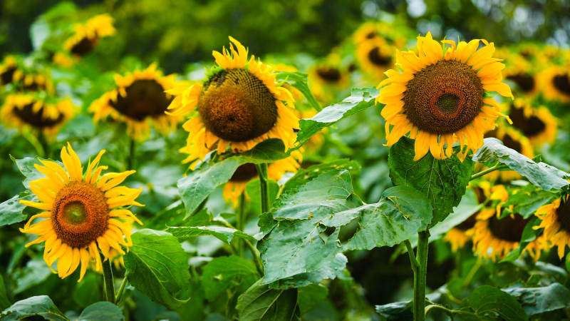 向日葵盛开的田野图片