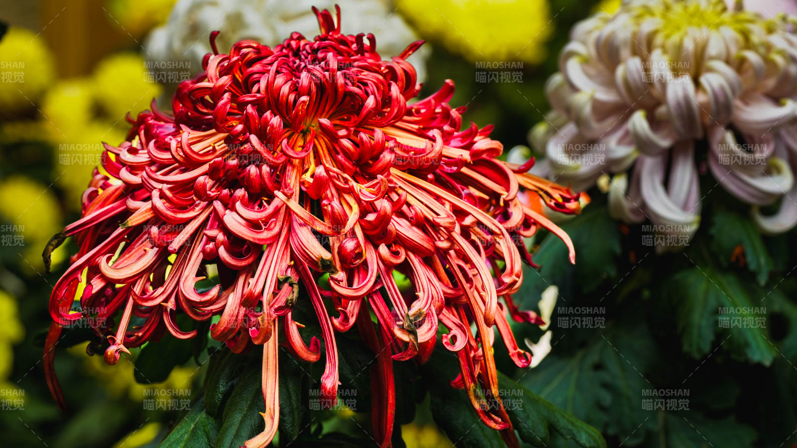 红菊绽放 美不胜收图片