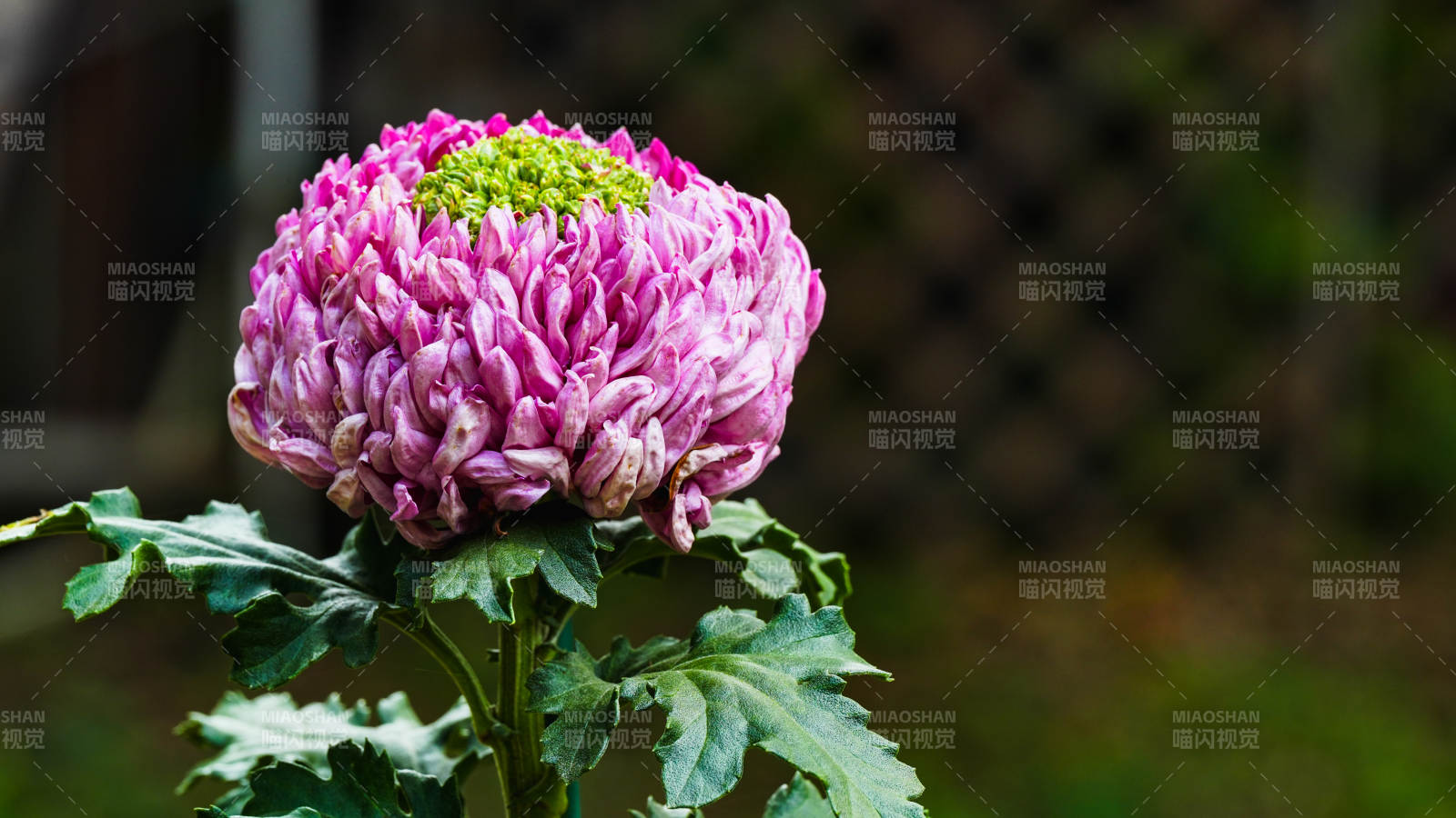 粉菊绽放 绿心点缀图片