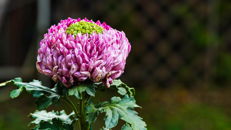 粉菊绽放 绿心点缀图片