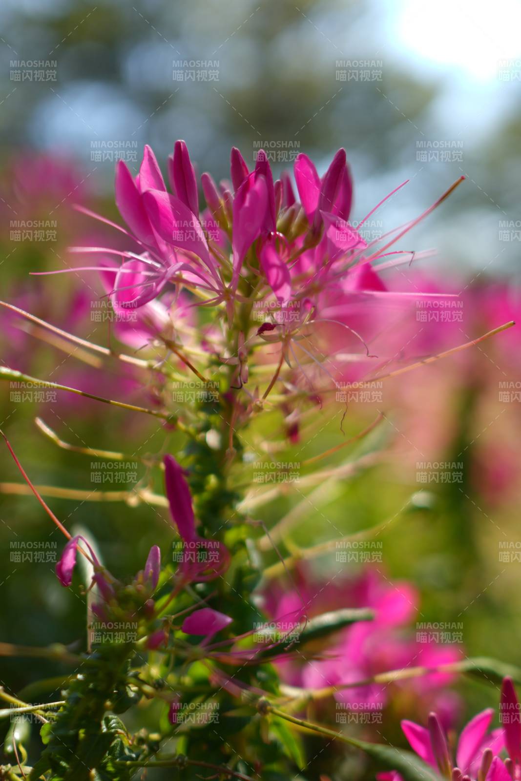 粉花绽放 春意盎然图片