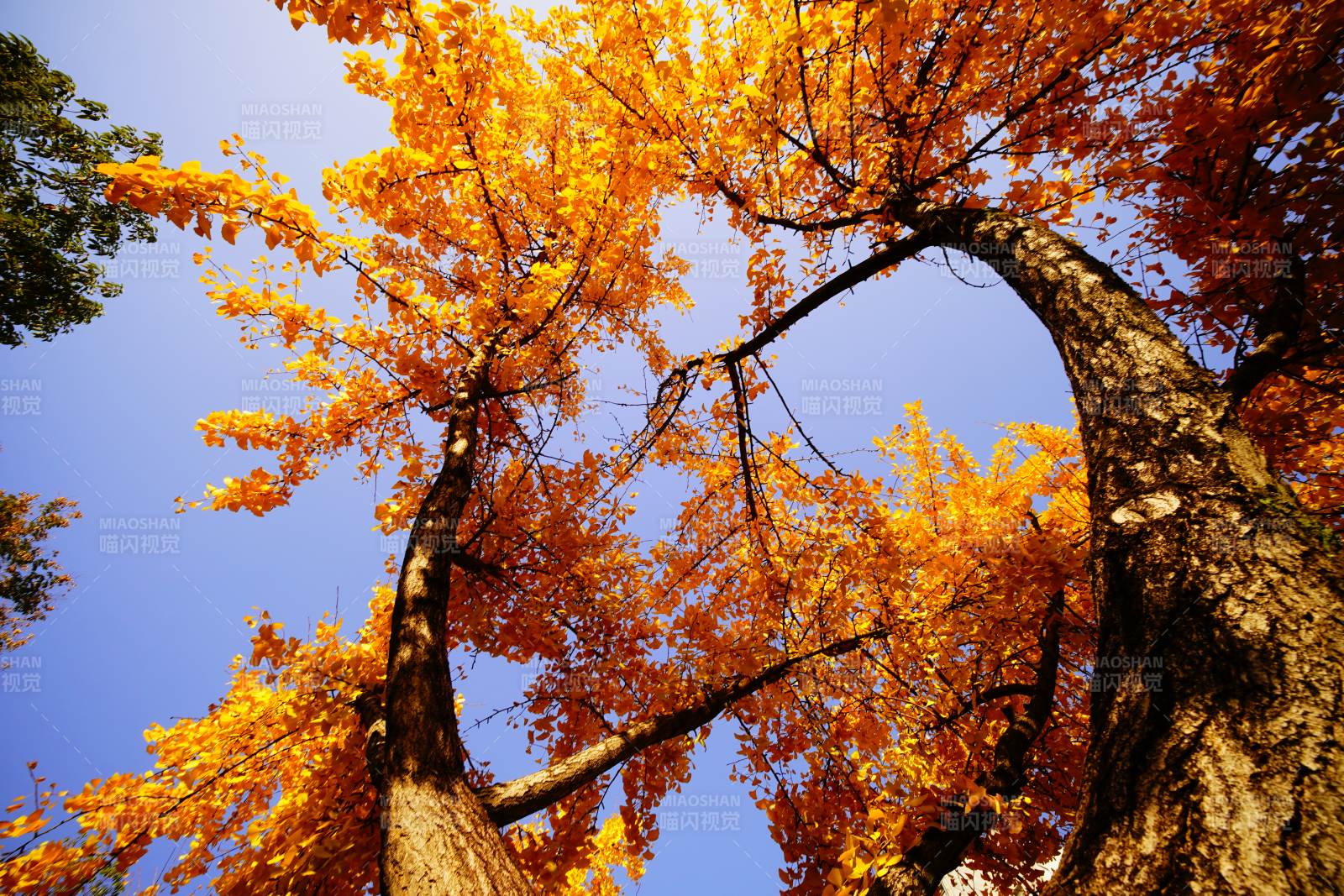 秋树金叶映蓝天图片
