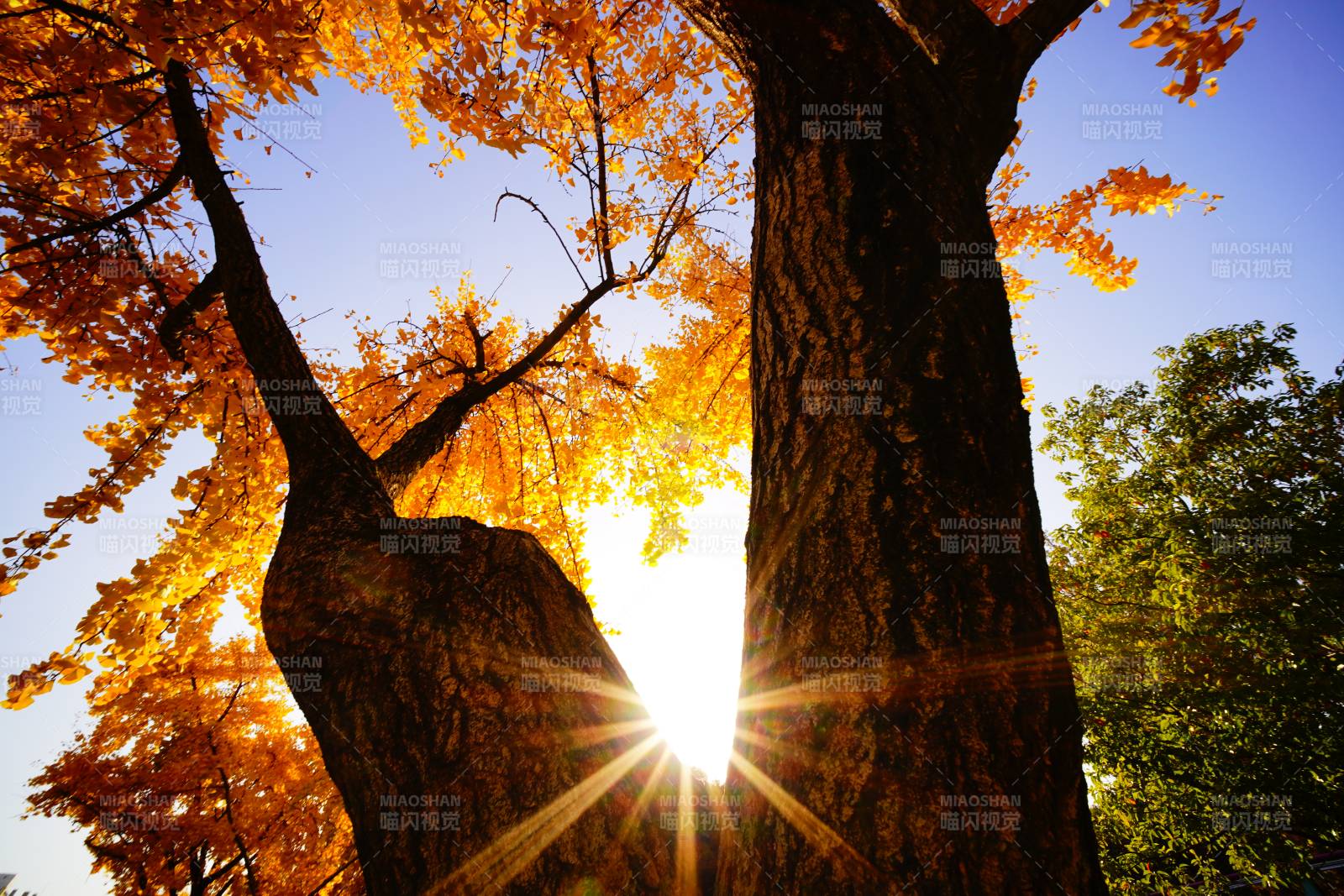 秋日树影 阳光穿透图片