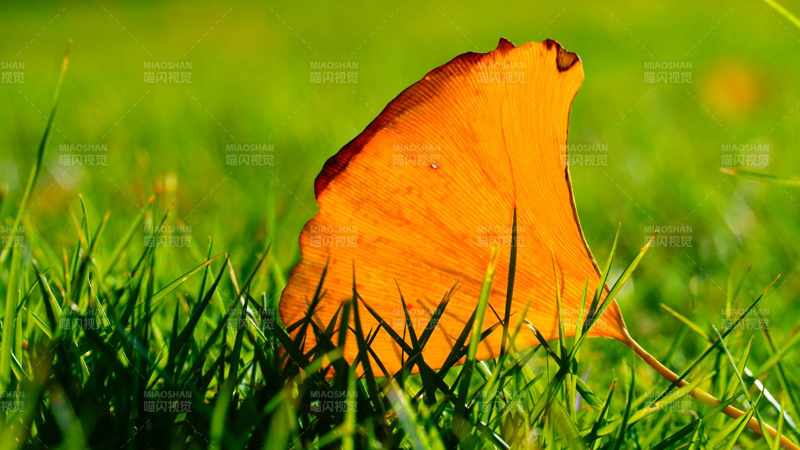 秋叶静卧绿草间图片