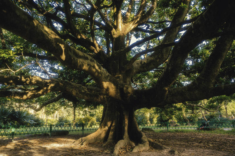 古树参天 枝繁叶茂图片