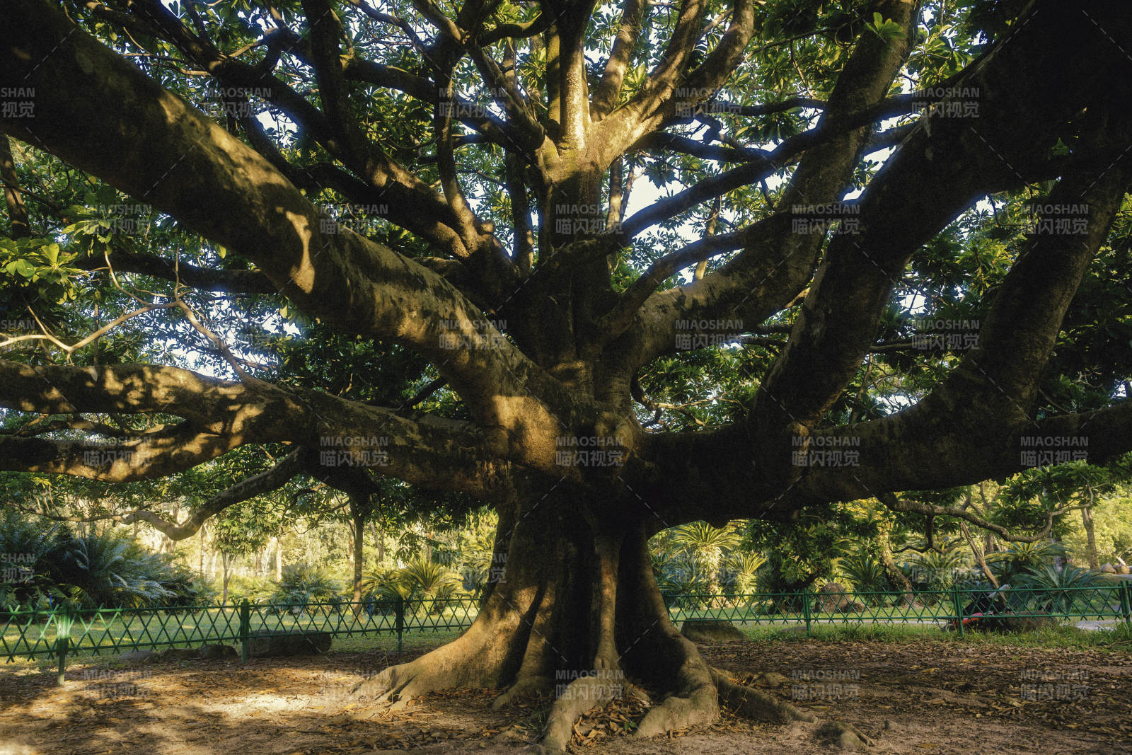 古树参天 枝繁叶茂图片