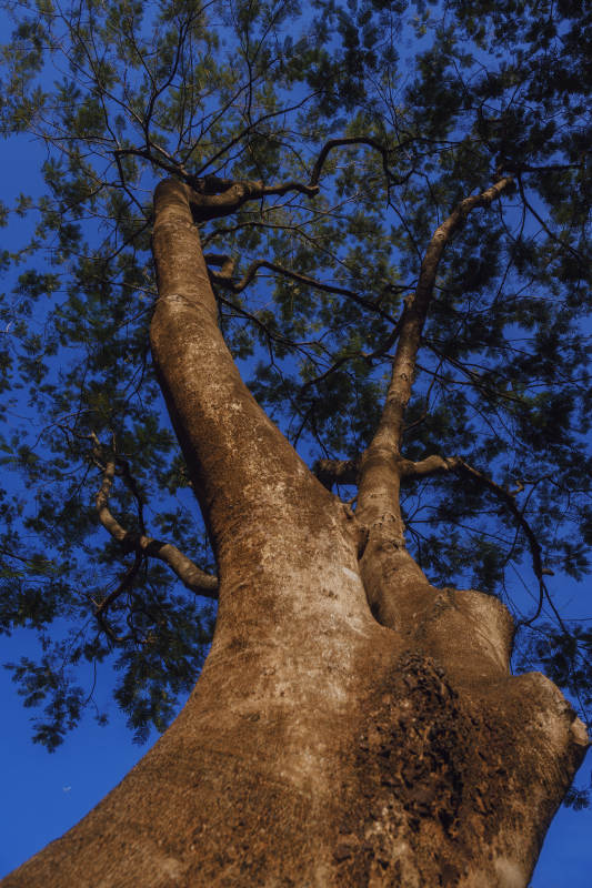 仰望参天大树图片