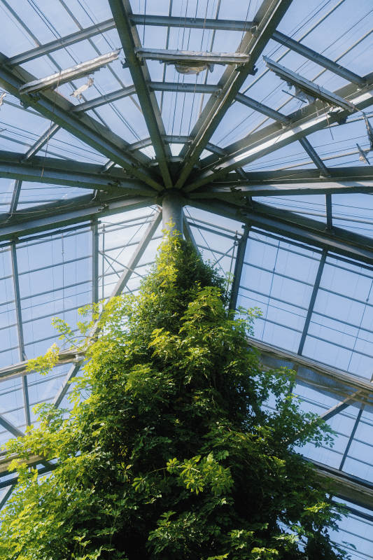 穹顶绿意盎然图片