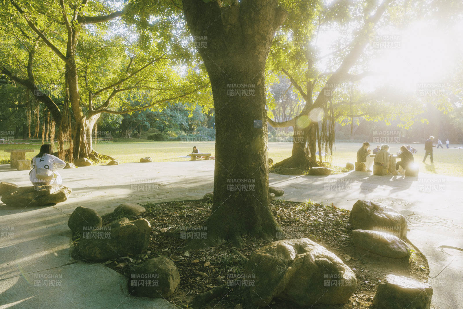 阳光下的公园树影图片