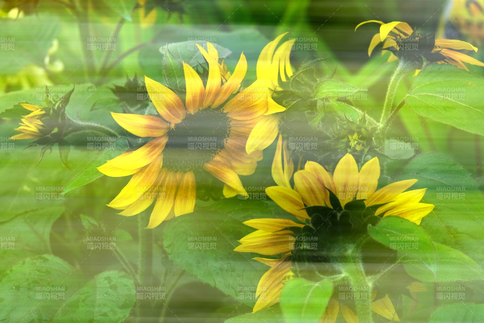 向日葵的光影图片