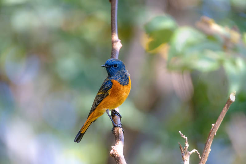 蓝额红尾鸲栖息枝头图片