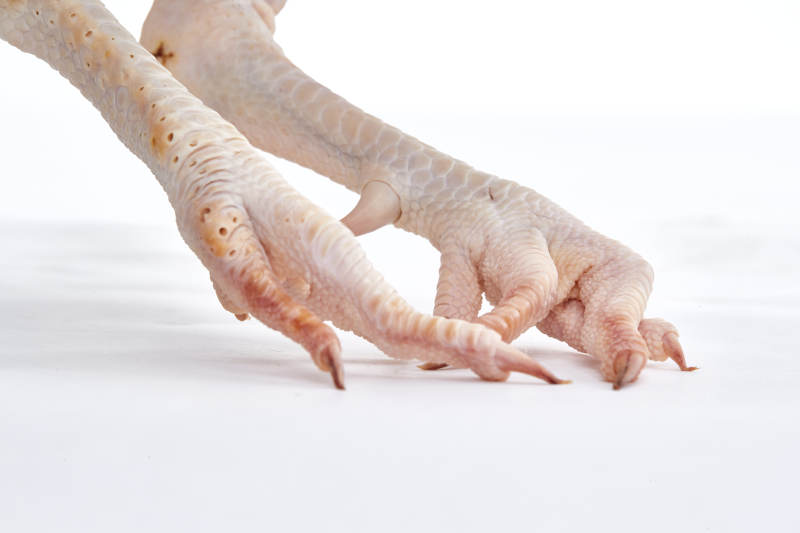 摆放在白色背景上的生鲜鸡肉整鸡图片