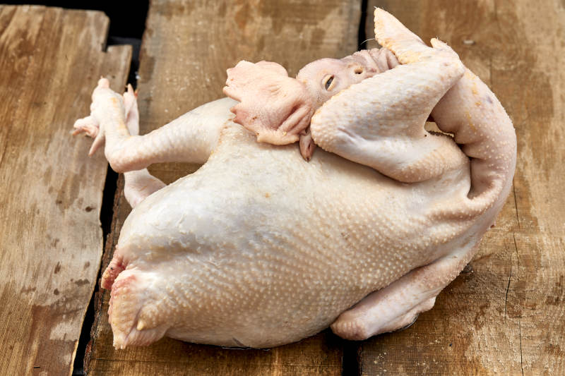 摆放在白色背景上的生鲜鸡肉整鸡图片