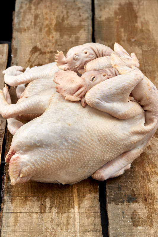 摆放在白色背景上的生鲜鸡肉整鸡图片