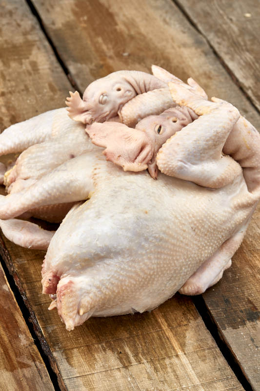 摆放在白色背景上的生鲜鸡肉整鸡图片