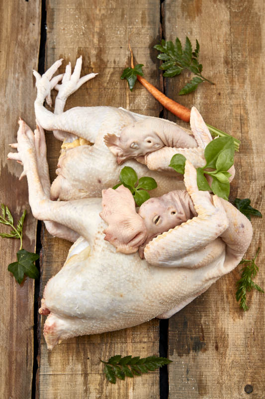 摆放在白色背景上的生鲜鸡肉整鸡图片