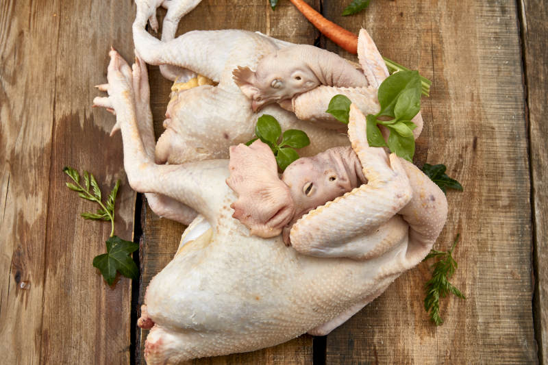 摆放在白色背景上的生鲜鸡肉整鸡图片