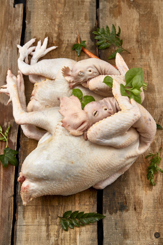 摆放在白色背景上的生鲜鸡肉整鸡图片