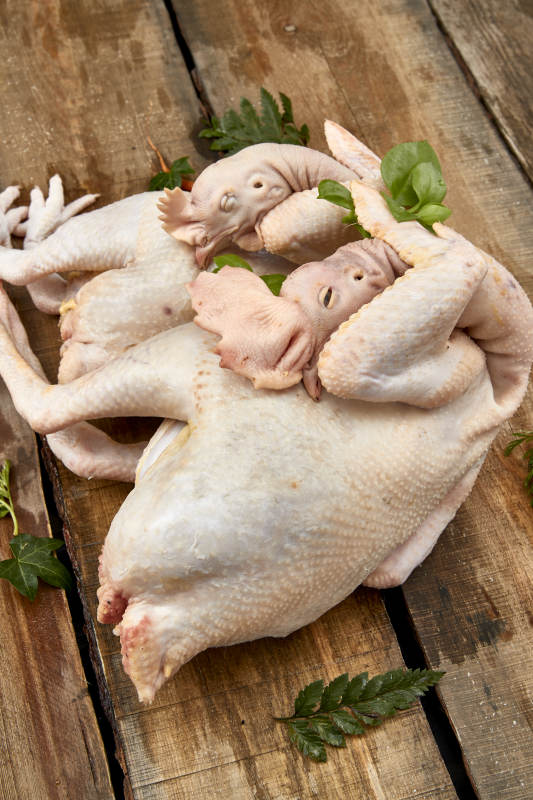 摆放在白色背景上的生鲜鸡肉整鸡图片