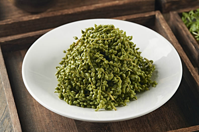 养生野菜杨树芒图片